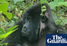 Рідкісне народження близнюків дає надію на збереження гірських горил у ДРК