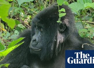 Seltene Zwillingsgeburt gibt Berggorillas in der Demokratischen Republik Kongo Hoffnung