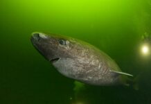 Гренландські акули кидають виклик старінню: багатовікові серця демонструють важку хворобу без функціонального погіршення