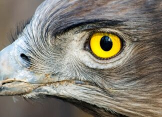 Fonctionnement des yeux d’oiseau sans sang : le rôle du Pecten dans la vision sans oxygène