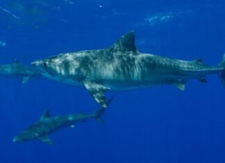 Spike di morsi di squalo alle Hawaii in ottobre: la biologia dietro “Sharktober”