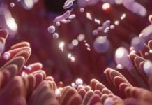 Здоров’я кишечника та сон: нове дослідження пов’язує клітковину з кращим відпочинком