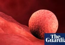 Вчені відтворюють слизову оболонку матки, просуваючи дослідження ранньої вагітності