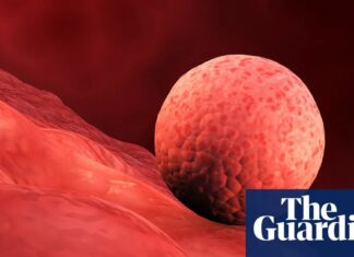 Vědci obnovují děložní sliznici, posouvají výzkum raného těhotenství