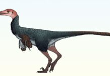 Новий вид динозаврів, виявлений у Мексиці: докази бійок головою