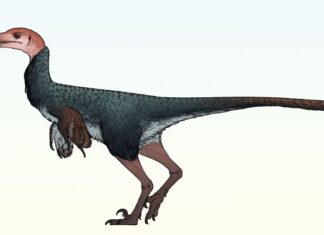 De nouvelles espèces de dinosaures découvertes au Mexique : preuves de combats à coups de tête