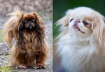 Все більше Пород Собак Зіткнулися з Ризиком Проблем з Диханням: Нове Дослідження Виявило Широко Поширена Криза Здоров’я