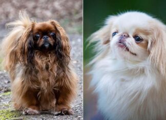 Lebih Banyak Ras Anjing Menghadapi Risiko Pernapasan: Penelitian Baru Mengungkapkan Krisis Kesehatan yang Meluas