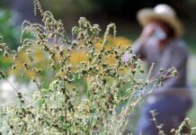 Як пережити сезон сінної лихоманки: поради експертів для полегшення стану