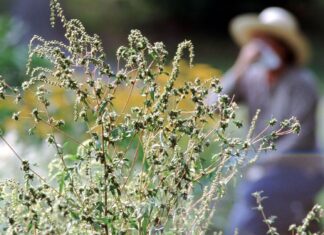 Survivre à la saison du rhume des foins : conseils d’experts pour le soulagement