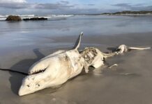 To ludzie, a nie orki, doprowadzają do wyginięcia żarłaczy białych