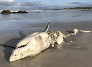 Humans, Not Orcas, Are Driving Great White Sharks Toward Extinction