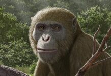 Ранні витоки мавп змістилися на північ: нова копалина свідчить про неповноту африканської історії