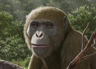 Early Ape Origins Shifted North: New Fossil Suggests Africa’s Story Is Incomplete