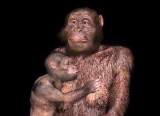 Difficult Births in Our Ancestors: Australopithecus Faced Similar Risks to Modern Humans