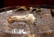 Розшифровка психоделічного мозку: нове дослідження розкриває, як мінливі свідомість речовини перебудовують нейронні зв’язки