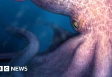 Riesige fossile Kiefer deuten darauf hin, dass die Ozeane in der Antike von riesigen Kraken beherrscht wurden