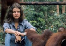 Біруте Галдікас, піонер у вивченні орангутанів, померла у віці 79 років