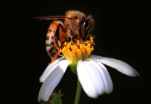 Więcej niż tylko rozpoznawanie wzorów: nowe badanie potwierdza, że pszczoły mają zdolności matematyczne