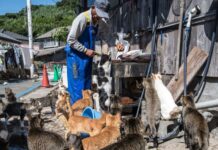 Згасаюча спадщина Аосіми: майбутнє знаменитого японського «Острова кішок» під питанням