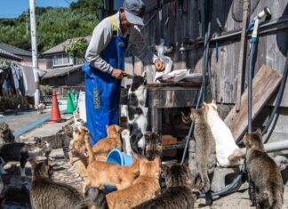 The Fading Legacy of Aoshima: Japan’s Iconic ‘Cat Island’ Faces an Uncertain Future