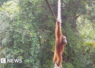 A Bridge to Survival: How One Orangutan May Have Saved a Divided Community