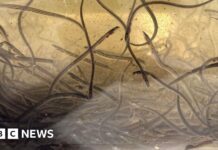 Steel Eels: Oživení ohroženého evropského úhoře v řece Tees