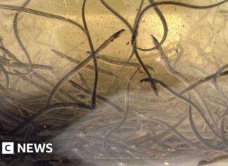 ‘Eels of Steel’: Menghidupkan Kembali Belut Eropa yang Terancam Punah di Sungai Tees