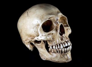 Evolution des menschlichen Gesichts: Wie moderne Lebensstile unsere Schädel verändern