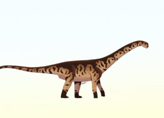 Argentina’s Ancient Giant: New Dinosaur Species Sheds Light on Southern Hemisphere Evolution