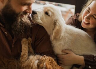Gatos x cães: qual animal de estimação é nosso primo mais próximo?