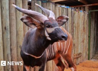 A Historic Homecoming: Rare Mountain Bongos Return to Kenya to Bolster Endangered Population