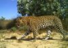 ¿Por qué los leopardos del Cabo son tan pequeños?