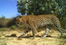 ¿Por qué los leopardos del Cabo son tan pequeños?