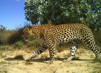 Por que os leopardos do cabo são tão pequenos