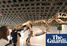 T-Rex-Auktion trifft die Wissenschaft auf den Kopf