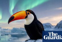 Comment les photos modifiées par l’IA compromettent les données d’observation des oiseaux de la science citoyenne