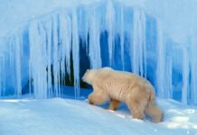 Як ведмеді виживають узимку без сну
