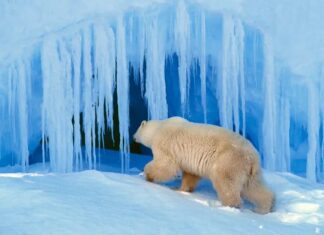 How Bears Survive Winter Without Sleeping