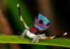 Sparklemuffin Peacock Spider: Proč je tento malý australský pavoukovec hvězdou tanečního parketu