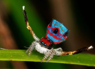 Laba-laba Merak Sparklemuffin: Mengapa Arachnid Australia Kecil Ini Menjadi Bintang Lantai Dansa