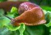 Чи справді у слимаків чотири носи? Біологія за міфом