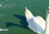 Блакитнозелені водорості вбили лебедів у Canvey Lake: чому це важливо