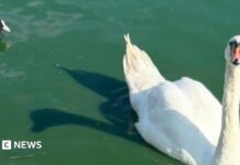 Блакитнозелені водорості вбили лебедів у Canvey Lake: чому це важливо